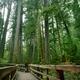 Woman looking at old Douglas fir trees in Cathedral grove forest Vanco... (thumbnail)