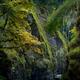 Beautiful fall nature scenery of mossy trees and rocks Vancouver Islan... (thumbnail)