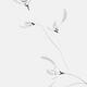 Flowers of wild orchids Japanese Sumie Zen floral monochrome fine art... (thumbnail)