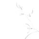 Delicate floral design Flowers of wild orchids Asian style Zen illustr... (thumbnail)