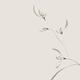Flowers of wild orchids Delicate refined Zen style floral design on li... (thumbnail)