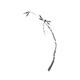 Dragonfly sitting on bamboo stalk Japanese Zen artwork on white backgr... (thumbnail)