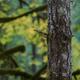 Abstract fall nature detail Fir tree trunk and autumn foliage... (thumbnail)