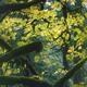 Beautiful fall nature scenery of mossy tree branches and colorful autu... (thumbnail)