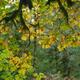 Fall leaves and mossy branches abstract fall nature scenery... (thumbnail)