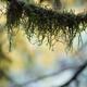 Moss on tree branch artistic closeup... (thumbnail)