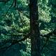 Closeup of Douglas fir tree branches glowing in sunlight in deep green... (thumbnail)