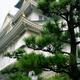 Artistic scenery of Osaka Castle Osakajo and Japanese pine tree on tra... (thumbnail)