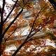 Osaka Castle Osaka-jo behind red colorful trees on beautiful tranquil... (thumbnail)