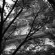 Osaka Castle Osaka-jo behind tree leaves artistic abstract black and w... (thumbnail)