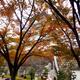 Tourists at Osaka Castle site behind red colorful trees on beautiful r... (thumbnail)