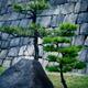 Japanese black pine trees and a rock in front of stone wall... (thumbnail)