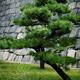 Japanese pine tree in front of castle stone wall... (thumbnail)
