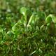 Watercress sprouts in sprouter artistic closeup... (thumbnail)