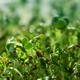 Watercress sprouts closeup under blue sky background... (thumbnail)