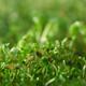 Closeup of sprouted watercress seeds... (thumbnail)