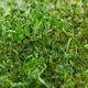 Watercress sprouts closeup abstract green background... (thumbnail)