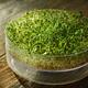 Watercress sprouts in a sprouting tray... (thumbnail)