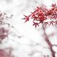 Japanese maple red leaves in autumn mist... (thumbnail)
