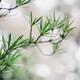 Japanese umbrella pine Sciadopitys verticillata leaves... (thumbnail)