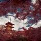 Artistic autumn scenery of Sanjunoto pagoda in autumn scenery behind r... (thumbnail)