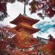 Sanjunoto pagoda in Kiyomizu-dera Kyoto surrounded by red leaves of Ja... (thumbnail)