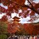 People at Kiyomizu-dera with Sanjunoto pagoda in autumn scenery... (thumbnail)