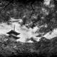 Artistic black and white scenery of Sanjunoto pagoda in behind maple t... (thumbnail)