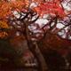 Beautiful red Japanese maple tree in a garden... (thumbnail)