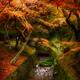 Beautiful autumn scenery of a Japanese garden with colorful maple tree... (thumbnail)