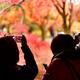 Tourists taking pictures of autumn Japanese gardens at Tofukuji temple... (thumbnail)