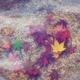 Red autumn Japanese maple leaves in water abstract tranquil background... (thumbnail)
