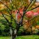 Colorful maple tree in a beautiful autumn scenery in a Japanese garden... (thumbnail)