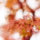 Artistic closeup of Japanese maple red leaves in autumn misty sunlight... (thumbnail)