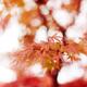 Closeup of beautiful Japanese maple tree red leaves in autumn mist abs... (thumbnail)