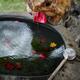 Chozubachi cleansing water basin at Fuku Kaeru Frog shrine in Kyoto Ja... (thumbnail)