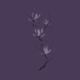 Elegant branch of magnolia flowers artistic design on dark purple back... (thumbnail)