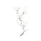 Elegant branch of magnolia flowers artistic design on white background... (thumbnail)