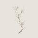 Elegant branch of magnolia flowers artistic design on light ivory back... (thumbnail)