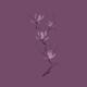 Elegant branch of pink magnolia flowers artistic design on purple back... (thumbnail)