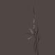 Elegant orchid flowers artistic floral design on warm gray background... (thumbnail)