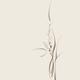 Elegant simplistic orchid flowers artistic floral design on light ivor... (thumbnail)