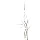Elegant orchid flowers artistic floral black and white design... (thumbnail)