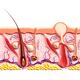 Cross section of skin showing structure of a healthy hair follicle and... (thumbnail)