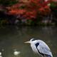 Grey heron standing by the pond in fall nature scenery... (thumbnail)