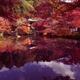 Bentendo Hall pond surreal colorful autumn scenery at Daigoji temple K... (thumbnail)