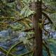 Mossy branches of a Cedar tree in tranquil nature scenery at Vancouver... (thumbnail)