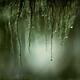 Artistic close-up of water droplets hanging from mossy tree branches i... (thumbnail)