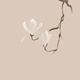 Elegant design of a magnolia branch with two white flowers Zen style i... (thumbnail)