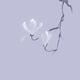 Elegant magnolia branch with two blooming flowers Zen style illustrati... (thumbnail)